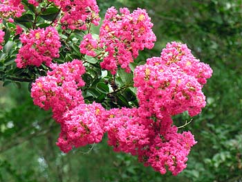Crape myrtle